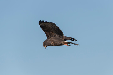 Male Snail Kite in Florida Marsh