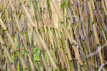 background of bamboo texture