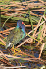 Purple Gallinule in Florida Marsh