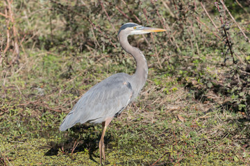 Great Blue Heron in Florida Marsh