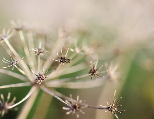 flowers in winter macro detail