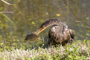 Anhinga eating fish in Florida Wetland