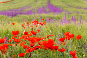 poppies in the field