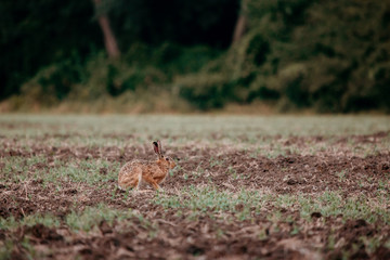 European hare sitting in grass at evening