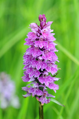 heath spotted-orchid (Dactylorhiza maculata) on meadow in austria