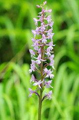 marsh fragrant orchid (Gymnadenia conopsea) in high tauern national park