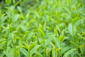 Fototapeta na wymiar Green Tea Field, Green Tea, Green Tea from Thailand country