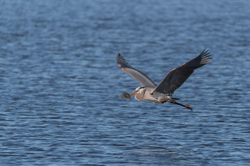Great Blue Heron with Fish for meal