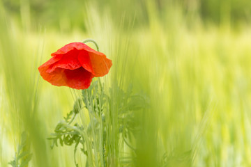 poppies in the field