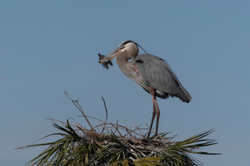 Great Blue Heron with Fish for meal
