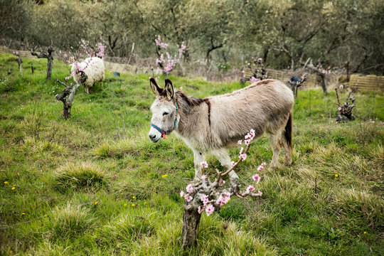Green Italian slopes and fields. Almond trees in bloom. Donkey grazing on green grass. Liguria, Spring Italy