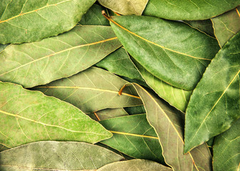 bay leaves texture