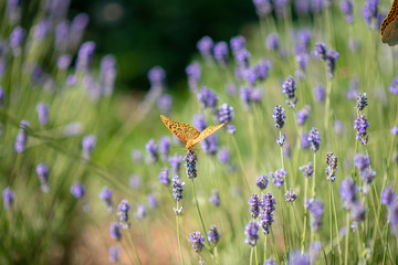 Butterfly flying over lavender flower, sunny summer day. close up