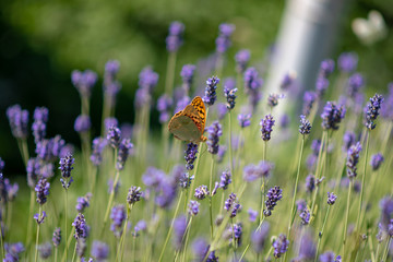 Butterfly flying over lavender flower, sunny summer day. close up
