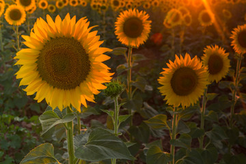 Fototapeta premium sunflowers