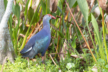Grey Headed Swamphen in Florida Marsh