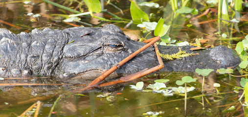 Alligator in Florida Marsh 