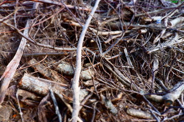 branches of a tree