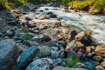 Beautiful pink flowers near mountain creek in sunlight. Big boulders in fast water stream close-up. Background of rapids of river in sunny day. Fast flow near wet stones. Rich flora of highlands.