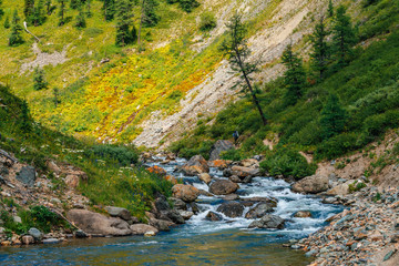 Mountain creek in green valley in sunny day. Fast water stream. Rich highland flora and coniferous trees on mountainside. Amazing mountainous vegetation. Wonderful scenic landscape. Colorful scenery.