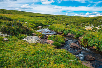 Fototapeta na wymiar Spring water stream in green valley in sunny day. Rich highland flora. Amazing mountainous vegetation near mountain creek. Wonderful paradise scenic landscape. Paradisiacal sunny picturesque scenery.