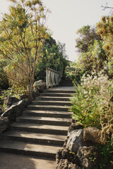 A path in botanical garden in Gran Canaria with various trees, cactus, bright flowers 