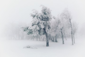 Fototapeta na wymiar Winter fog