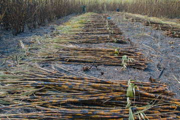 cane on fire, cane on fire from Thailand country © Somchai