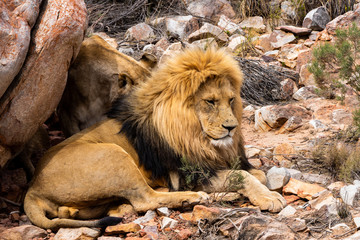 A Lion lying under a rock