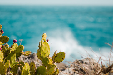green cactus in a rock along the coastline