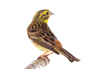 Yellowhammer (Emberiza citrinella)