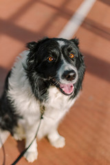 Border collie in a brown orange tennis court