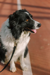 Border collie in a brown orange tennis court