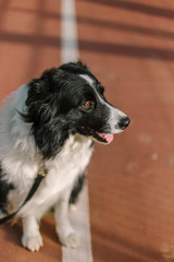 Border collie in a brown orange tennis court