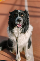 Border collie in a brown orange tennis court