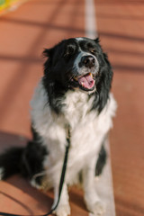 Border collie in a brown orange tennis court