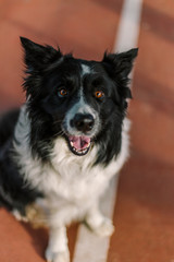 Border collie in a brown orange tennis court