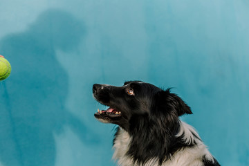 Dog with a blue wall behind in a sunny day