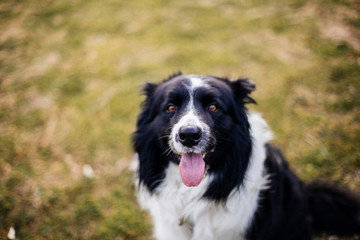 Dog in the park looking at the horizon