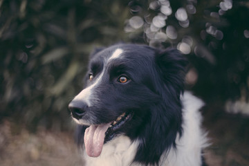 Dog in the park looking at the horizon