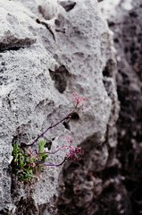 first flower during winter