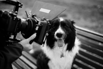 Dog being recorded by a filmmaker