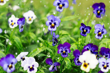Obraz na płótnie Canvas Pansies in the garden; backgrounds of flowers concept, blur background