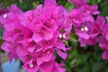 pink flowers in the garden