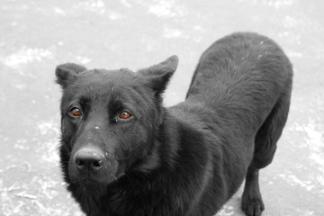 stray dog with dirty uncombed hair