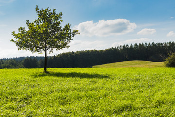 tree in the middle of green meadow next to a forest