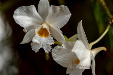 Сloseup of white orchid flower macro shot