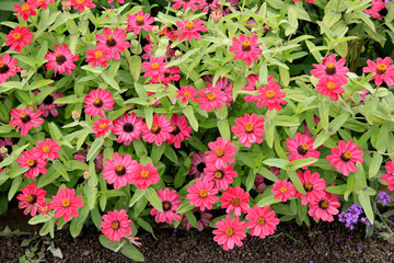 Zinnie (Zinnia elegans) in Blüte
