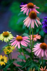 Fototapeta premium Sonnenhut (Echinacea purpurea) pink und gelbe Blüten