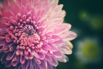 chrysanthemum flower with vintage style